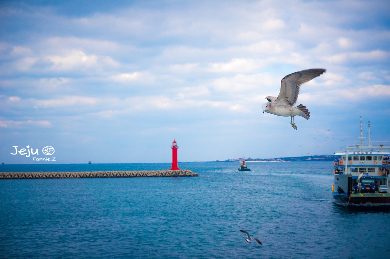 #嗨buy新罗#冬日,济州岛!想大声说遇见你有多幸运