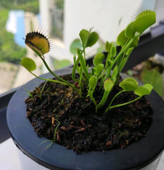 捕蝇草夹子变黑是怎么回事,捕蝇草夹子变黑变干怎么办