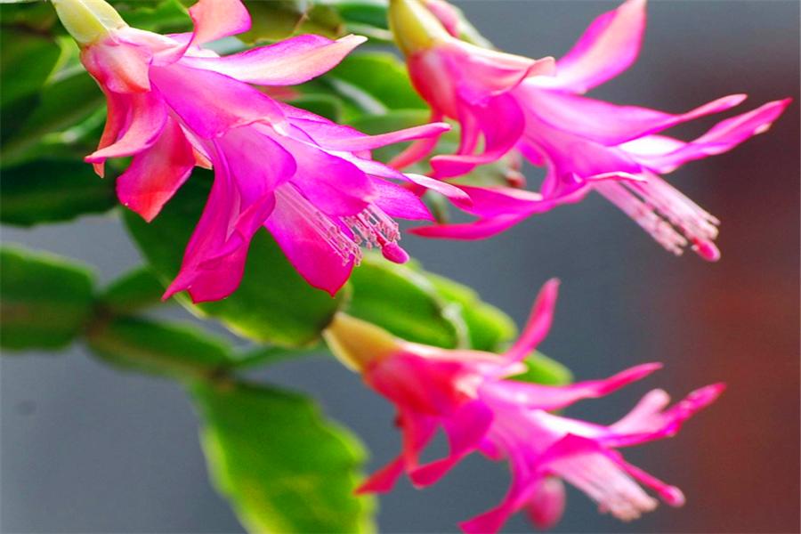 现在正是蟹爪兰的关键花芽分化期,家庭养花蟹爪兰浇水最好方法