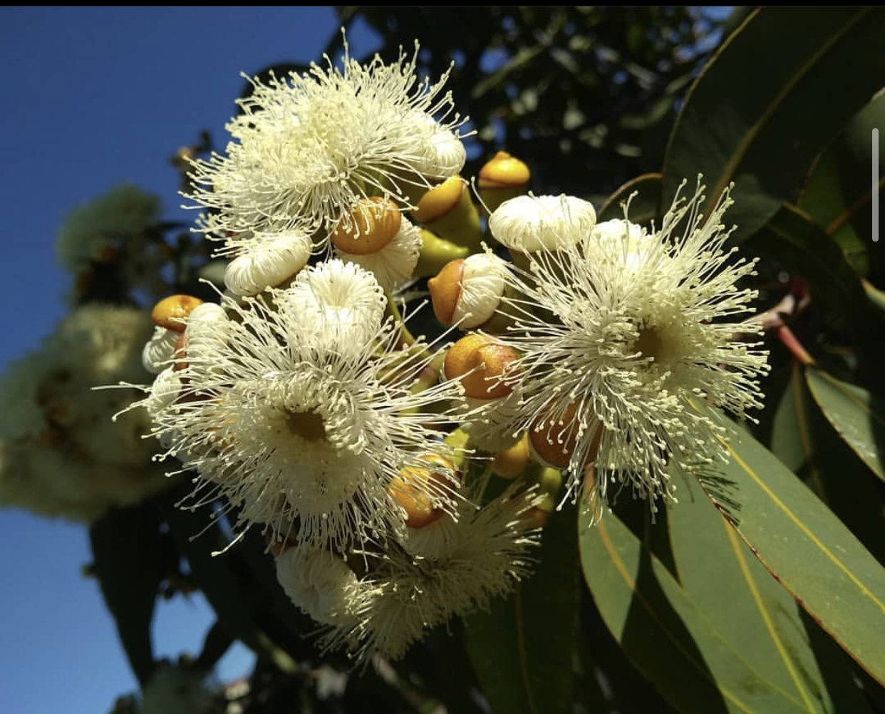 尤加利叶如何养长久,尤加利叶子怎么才会更香
