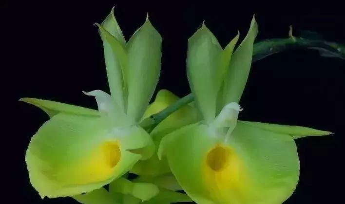 史上最全的兰花鉴赏,兰花品种之精品欣赏