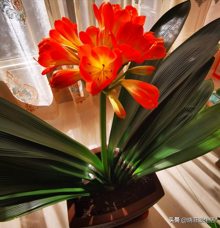 君子兰养了几年不开花要换盆吗,君子兰不开花这样养一年能开两茬