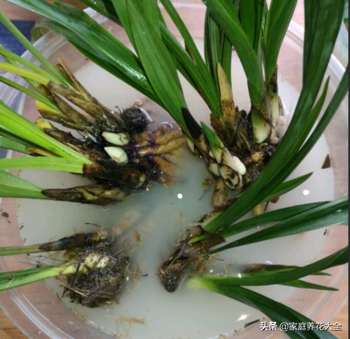 怎样使已烂根的兰花长新根,兰花烂根的养殖方法