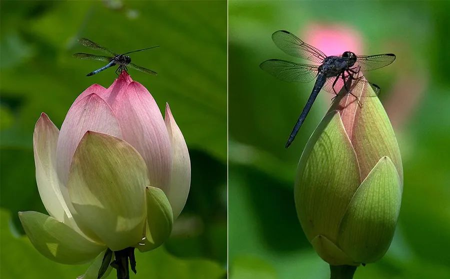 画一幅夏天的荷花画,儿童画夏天的风景画荷花
