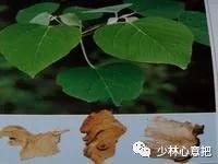 中药图片大全名称,中药图片大全带药名高清