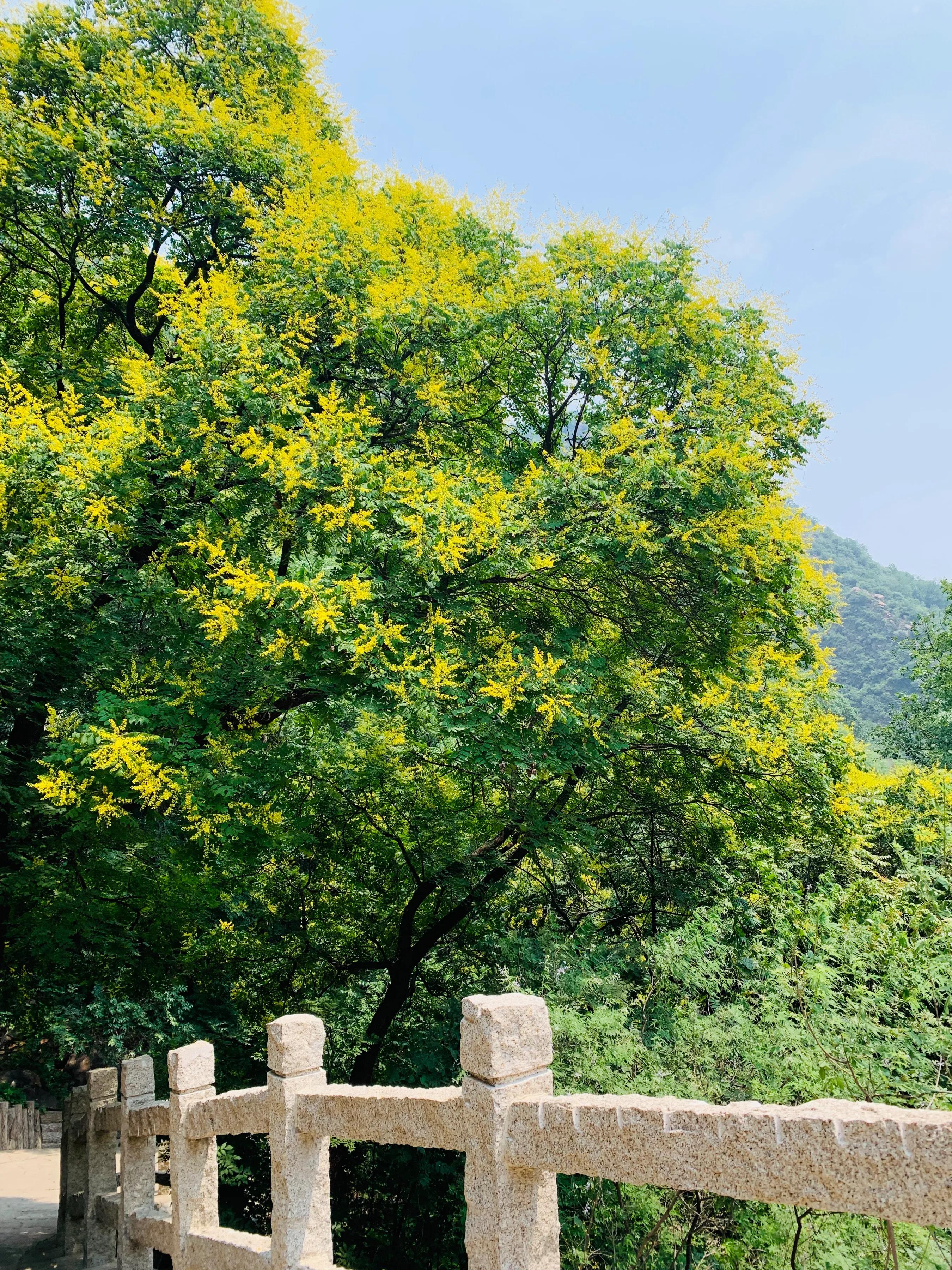 蓟县梨木台绿野山香农家院,天津蓟县梨木台一日游