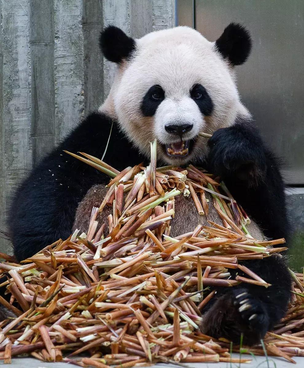 你才可爱你全家都可爱怎么回,你才可爱你全家都可爱出处