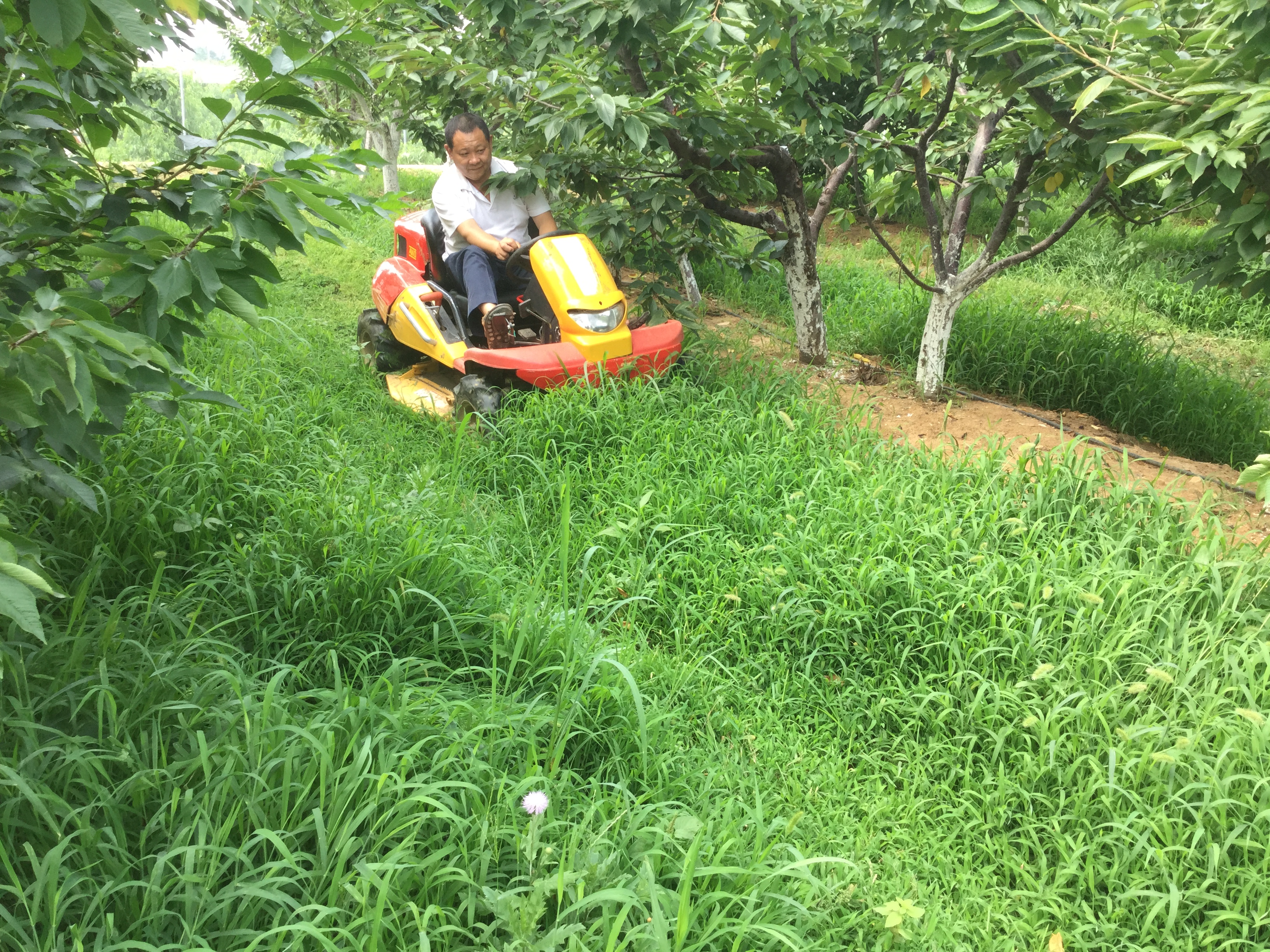 500元的割草机贵吗,割草机大型500块钱