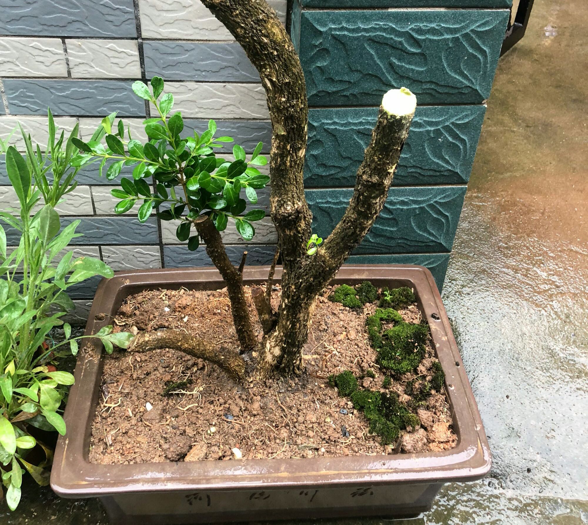 野外挖下山的盆景,大叶黄杨假植