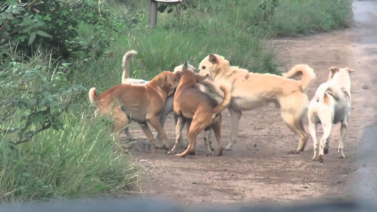 狗子交配时出现拔不出的情况,这是真的吗?遇见危险怎么办?