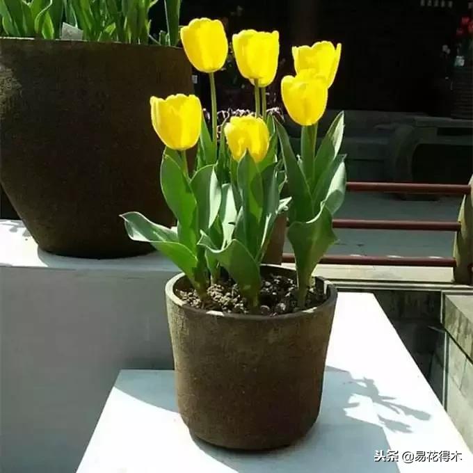 郁金香的种植方法及养护,郁金香养护方法及注意事项