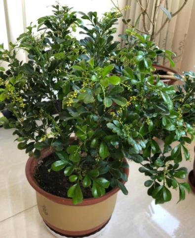 盆栽里面有蚯蚓怎么去除,成活的盆栽可以放蚯蚓进去吗