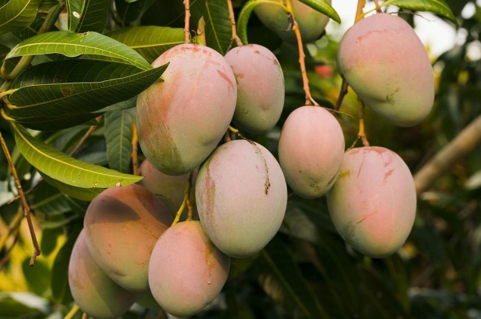 芒果树结满芒果了,芒果树怎么结出绿的芒果