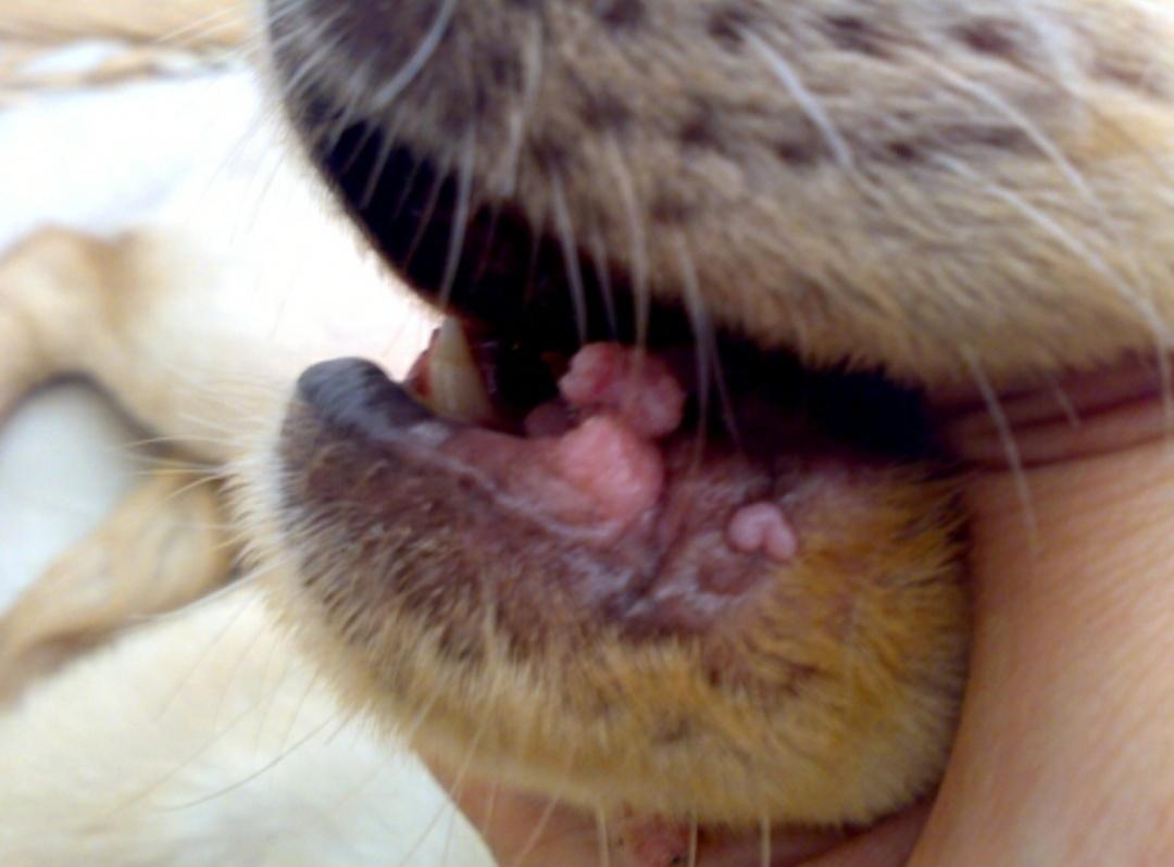 狗狗口炎怎么治疗,狗狗口炎特效药