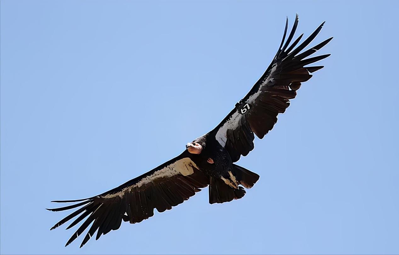 无需雄性！加州母秃鹰惊现“处女产子”，原因是什么？有何影响？