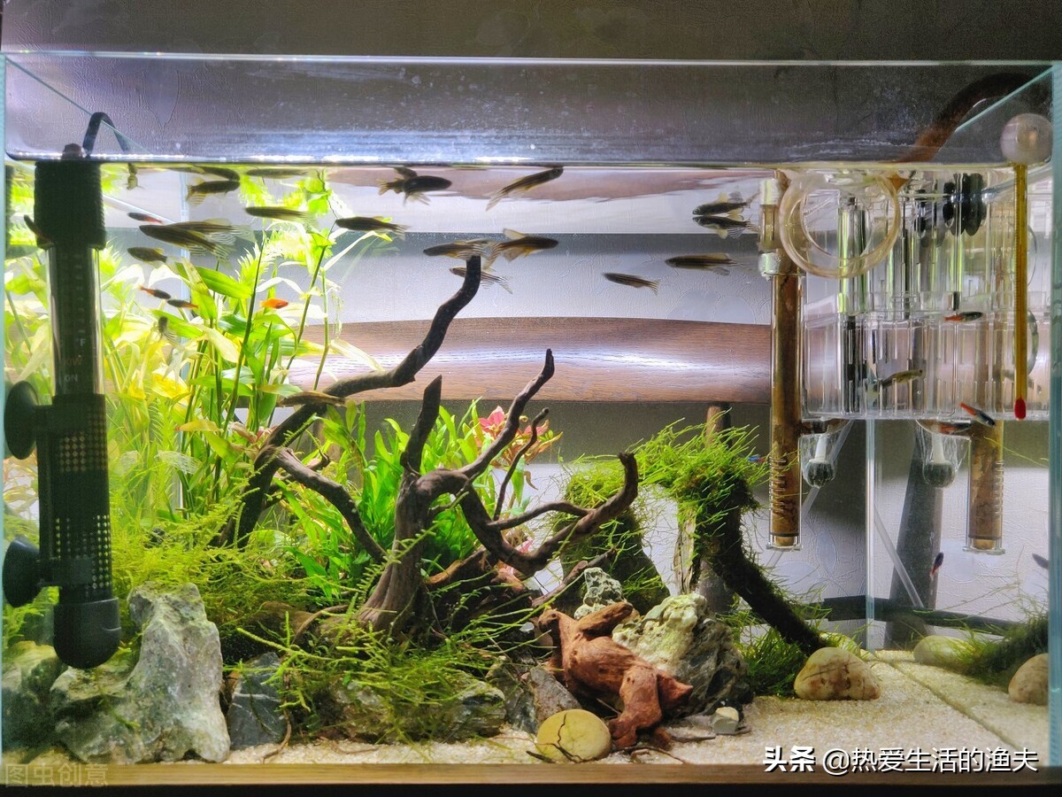 新入缸的鱼侧躺了怎么办,新鱼入缸其他鱼趴缸怎么回事