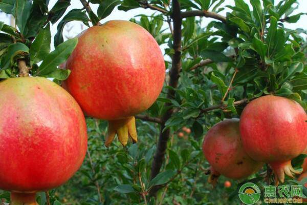 石榴盆栽的种植与管理,石榴树苗的种植与管理