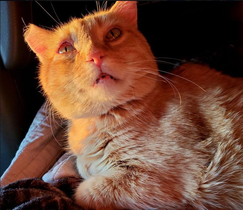 货车司机收养流浪狗后续,司机收养流浪猫一人一车三只猫