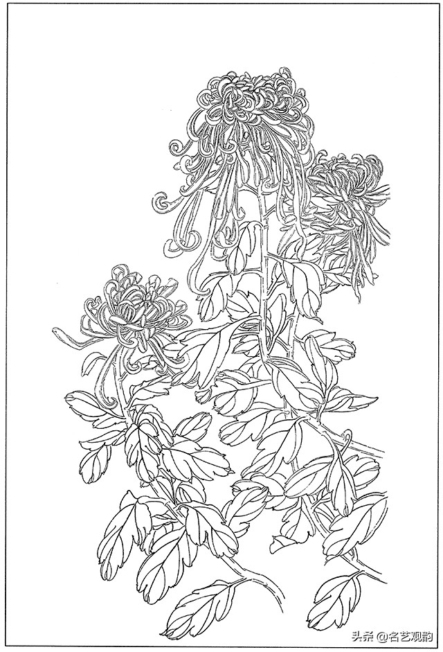 工笔画白描花卉图片大全,工笔画线描花卉菊花