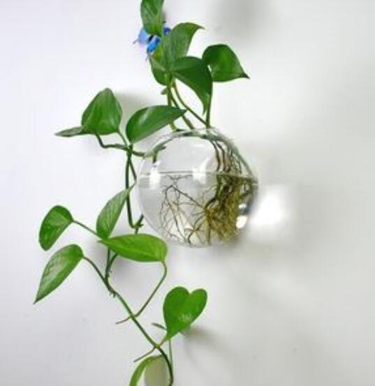 适合阳台养的32种花草,楼房里必养的8种花草