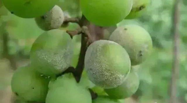 葡萄白粉病发病适宜温度是多少,温室葡萄白粉病特效药