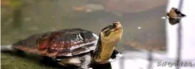 新手养水龟最好养什么龟,新手养半水龟哪个品种好