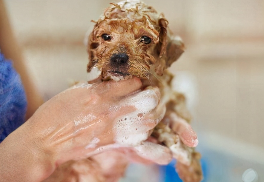小狗带回来要注意些什么,小狗刚抱回注意事项