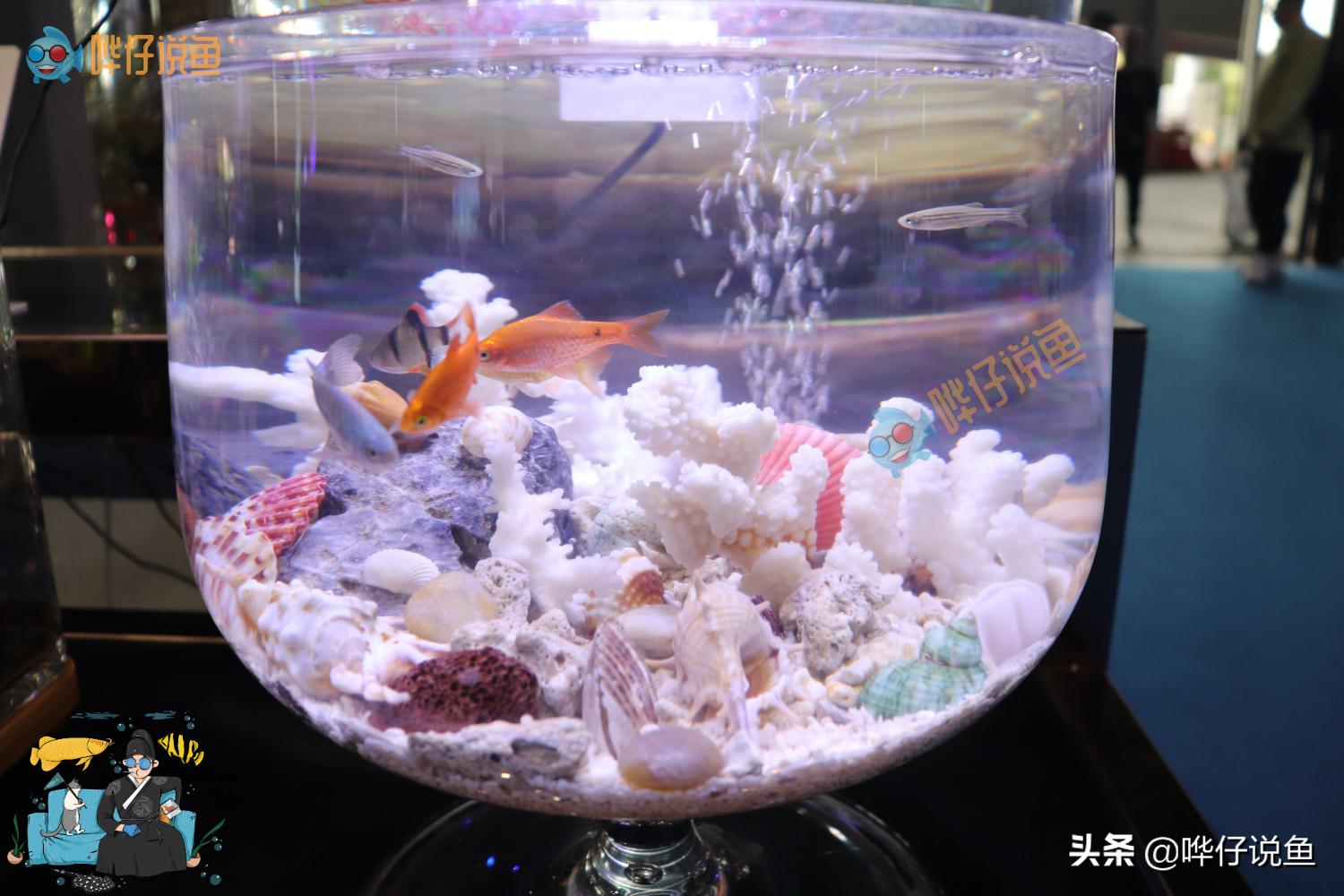 圆形鱼缸适合养什么鱼,圆形鱼缸会不会爆缸