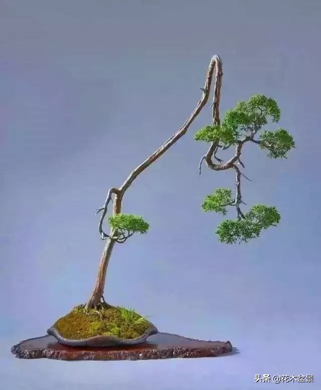 文人树盆景，宣泄一种情绪，吐露一种幽愤