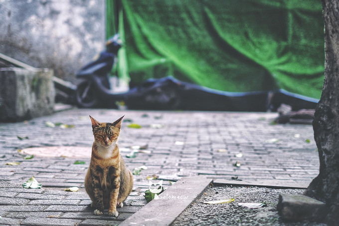藏于山隐于巷，重庆日夜里的另一番江湖