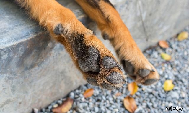 狗狗的肉球,狗狗身上的肉球是什么