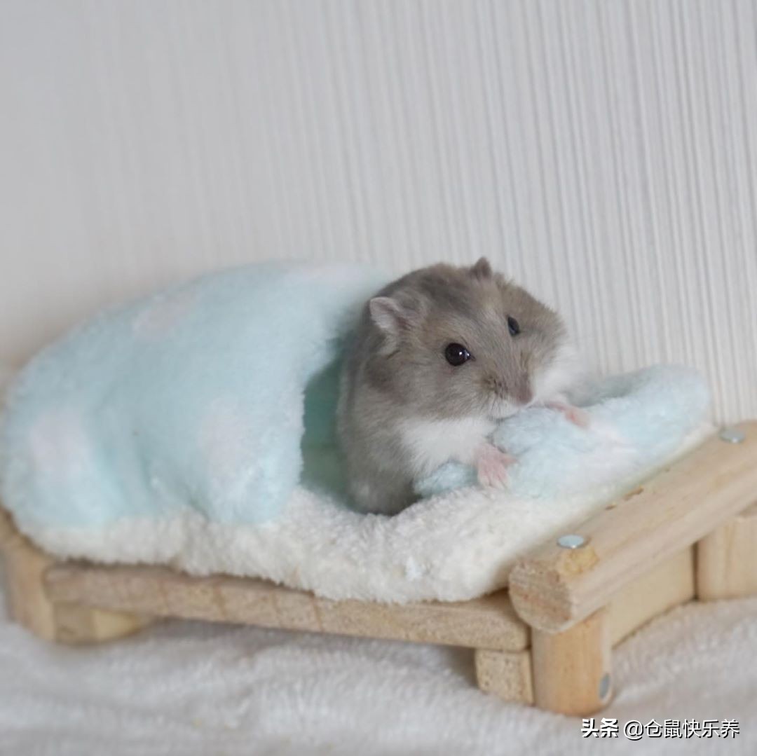仓鼠什么时候才能住凉快的小窝,仓鼠冬天需要一个温暖的窝吗