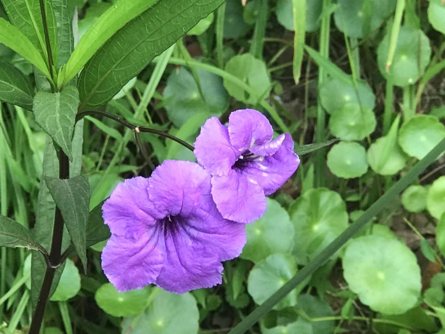 水乡园林之美,园林景观大美呈现