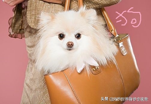 怀孕期间狗狗需要注意什么,孕妇能接触狗狗吗注意事项