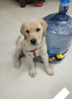 在宠物医院检查犬瘟没什么症状,幼犬初期犬瘟热在家怎么治疗