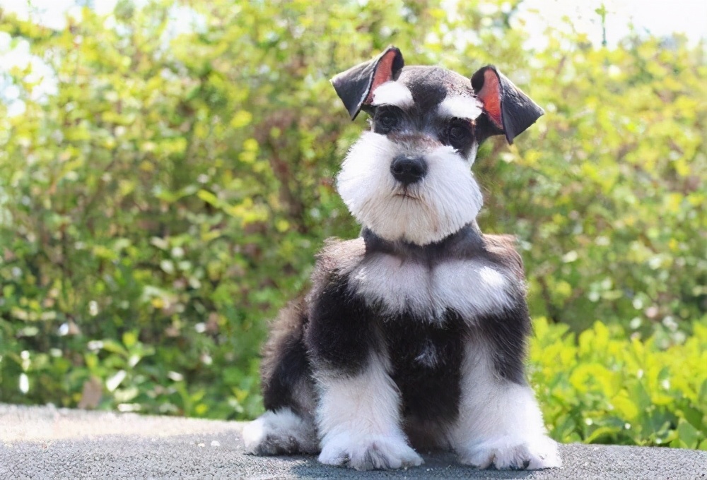 建议新手养的10种小型犬,建议养的10种小型犬