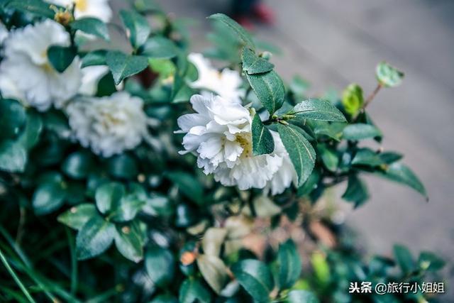 天目湖加南山竹海哪里泡温泉好,天目湖度假秘境享受绝美自然山水