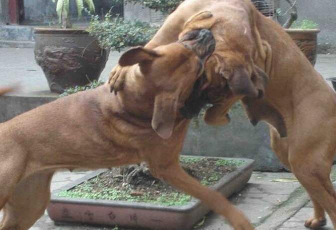 这五种狗狗不吵不闹脾气超级好,狗狗是忠诚主人的请你好好善待它