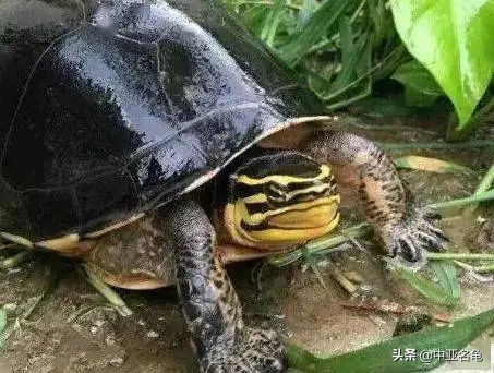 新手养水龟最好养什么龟,新手养半水龟哪个品种好