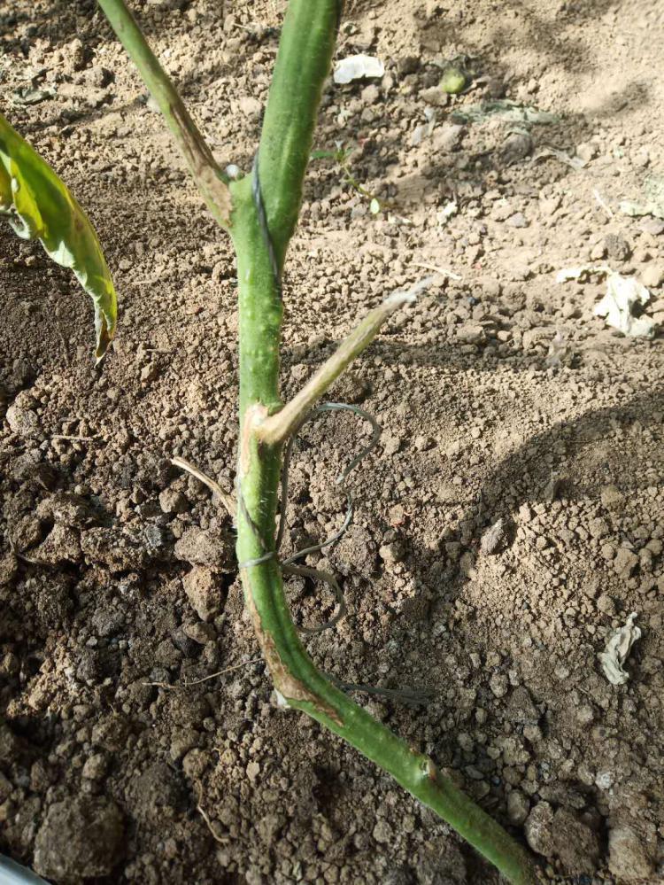 番茄溃疡病在什么时期,番茄溃疡病发生条件