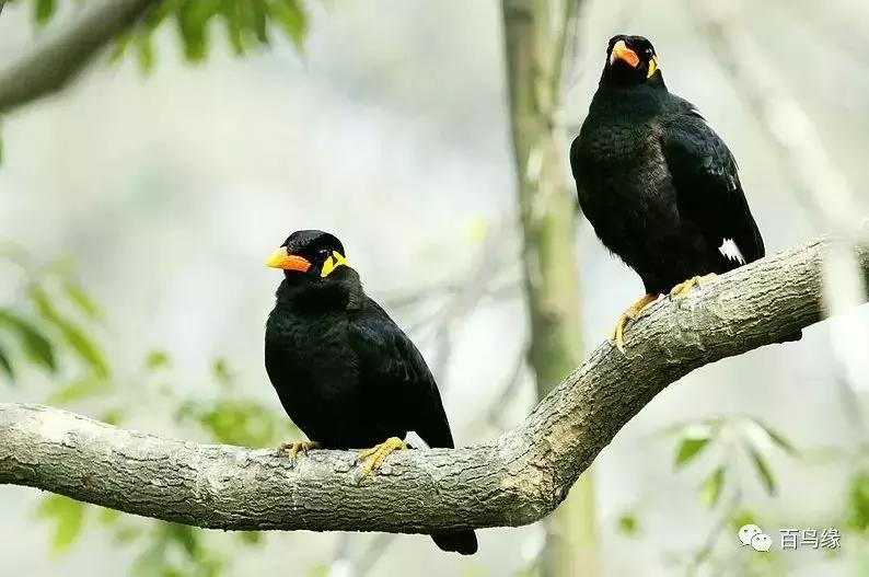 训练鹩哥鸟教程,训练鹩哥古诗