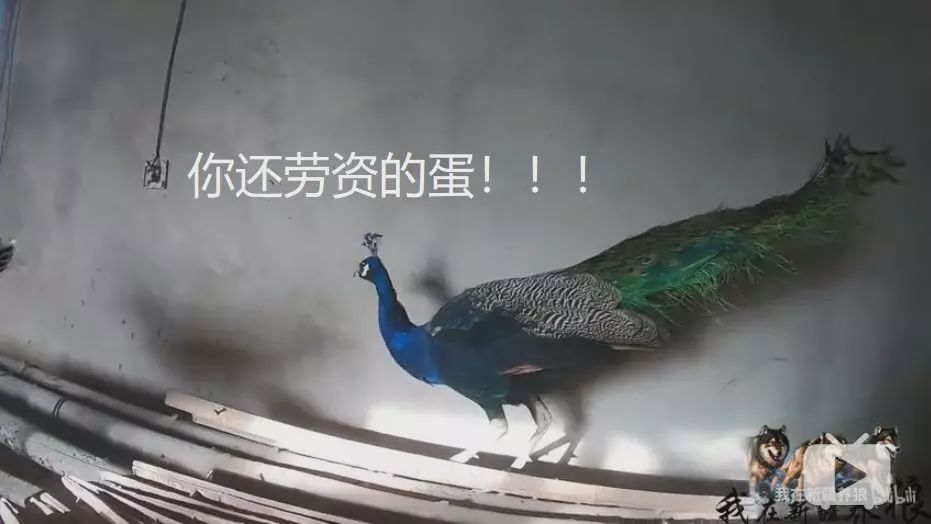 养狼disco：我在*疆新**，把狼养成了哈士奇