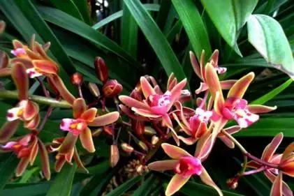 史上最全的兰花鉴赏,兰花品种之精品欣赏