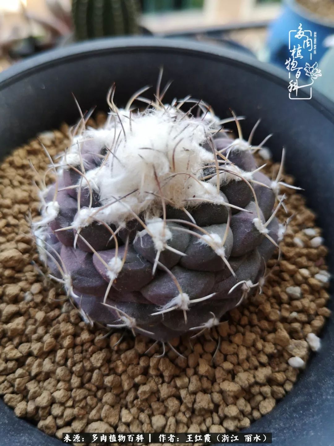 仙人球春天露养条件,仙人球露养条件