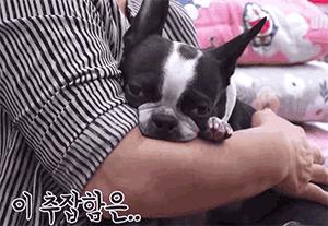 女主人这个部位天天被狗吮吸,男主人脸色铁青……