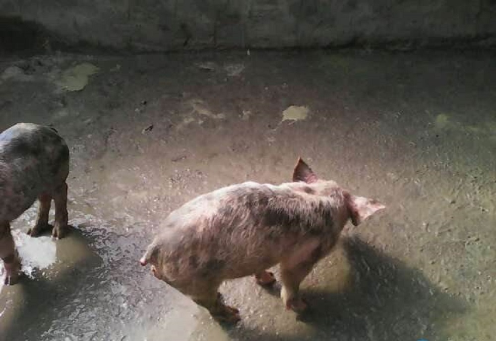 仔猪黄白痢的原因和治疗方案,仔猪得了黄白痢该怎么处理