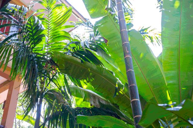 金秋多彩季，春晖幼儿园雨林仙境一日游