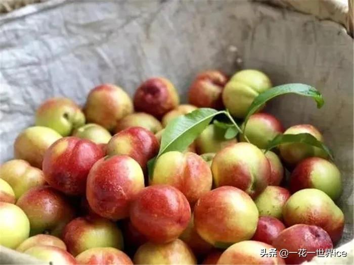 早熟却没占优，跌价近1/3还难卖，网友：中看不中吃