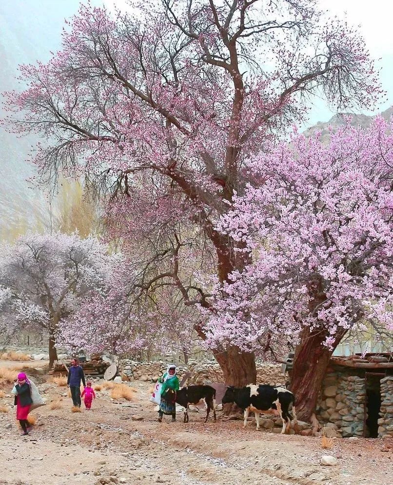 走马春季追花线|春漫*疆新**，牧笛声声中的杏花村