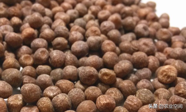 芽苗菜技术大全,怎么种出鲜嫩的芽苗菜